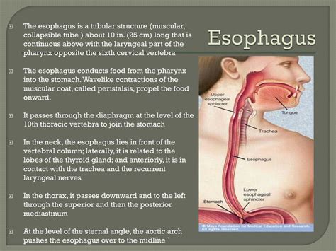 esophagus meaning